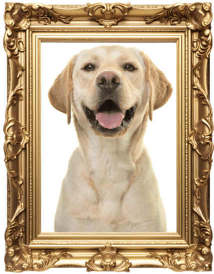 top-100-vintage-dog-names-classic-dog-names-for-your-furry-friend